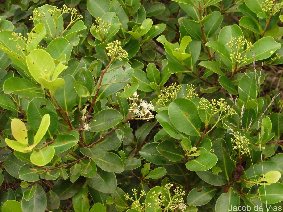 Syzygium caryophyllatum (L.) Alston